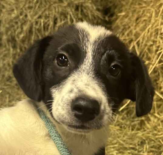 Photo of Hayride Hank