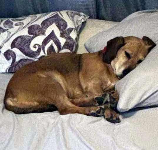 Photo of BAILEY