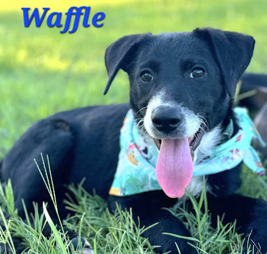 Photo of Waffle