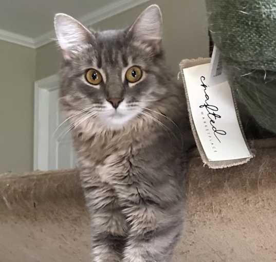 Photo of Kiki