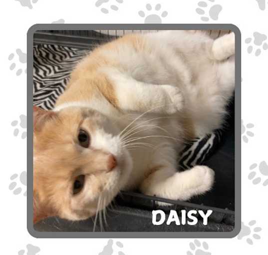 Photo of Daisy