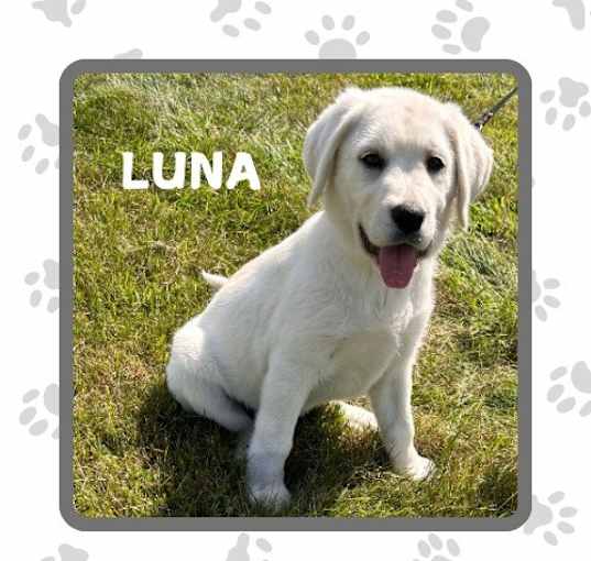 Photo of Luna