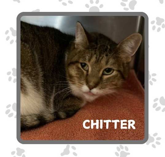 Photo of Chitter