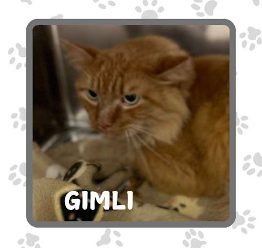 Photo of Gimli