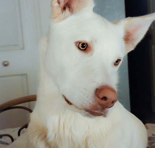 Photo of Luna