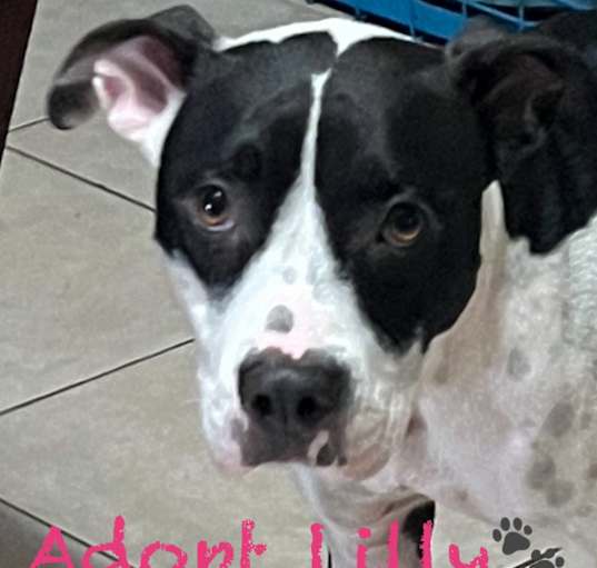 Photo of Lilly