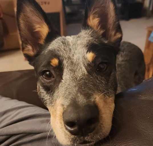 Photo of Dexter - adorable Cattle Dog!