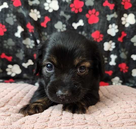 Photo of ZigZag (Quilting Bee Litter)