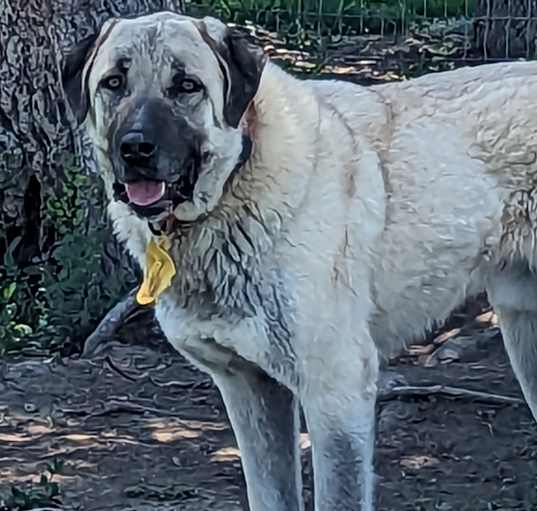 Photo of Berk - purebred Turkish Kangal