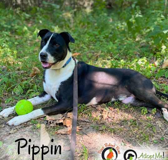 Photo of PIPPIN