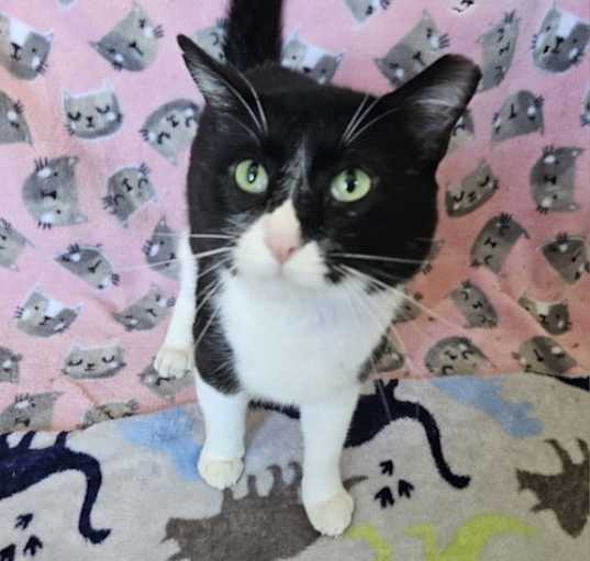 Photo of Figaro