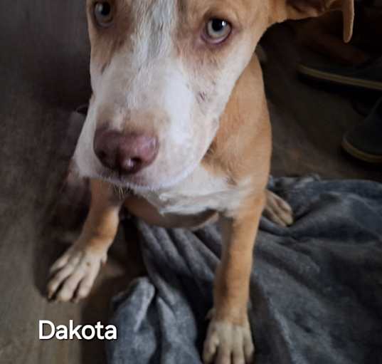 Photo of Dakota