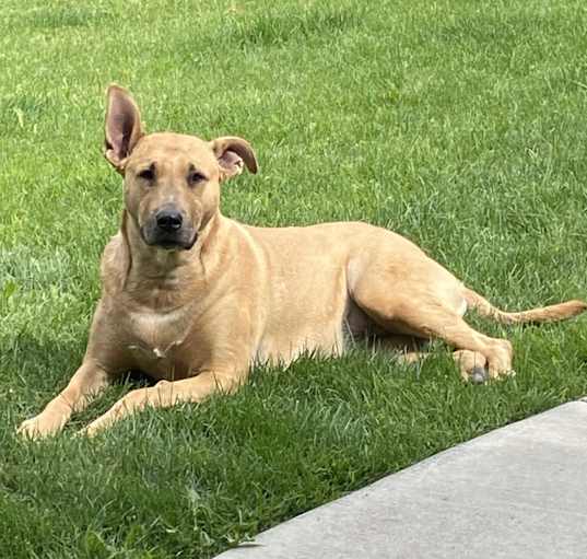 Photo of Koda