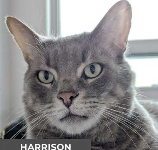 Photo of Harrison