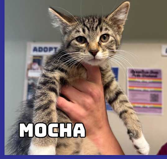 Photo of Mocha