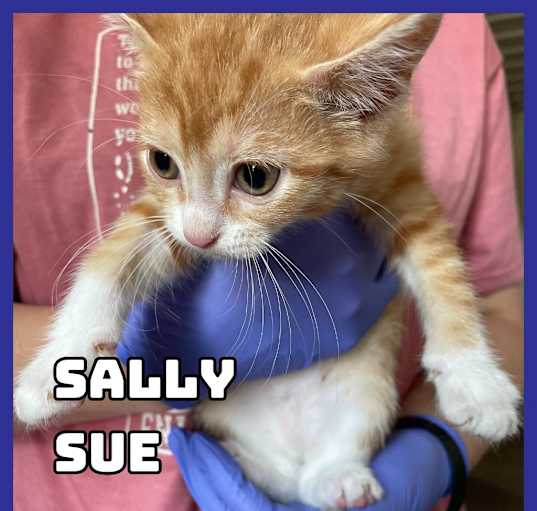 Photo of Sally Sue