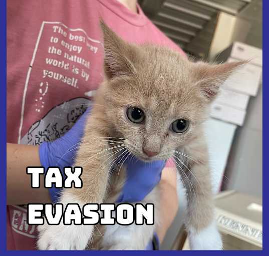 Photo of Tax Evasion