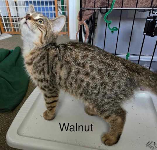 Photo of Walnut