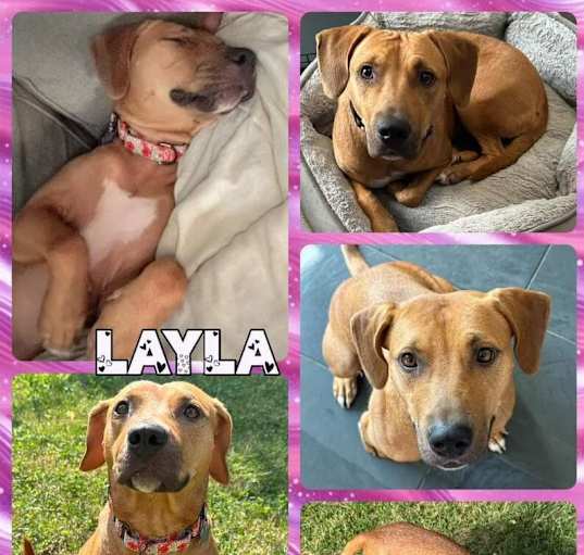 Photo of Layla