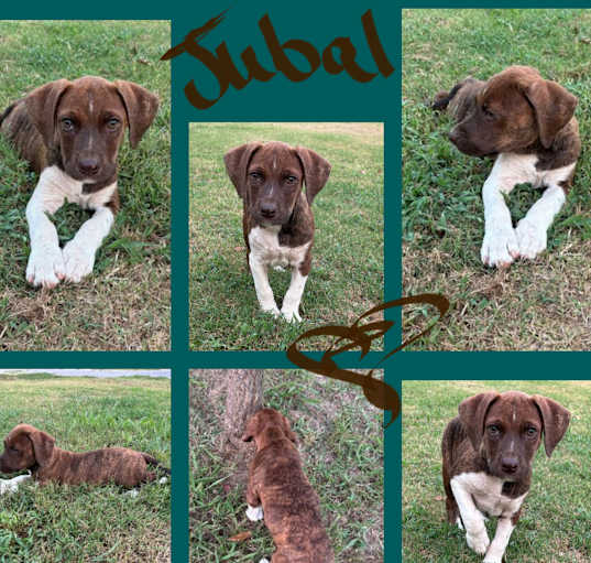 Photo of JUBAL