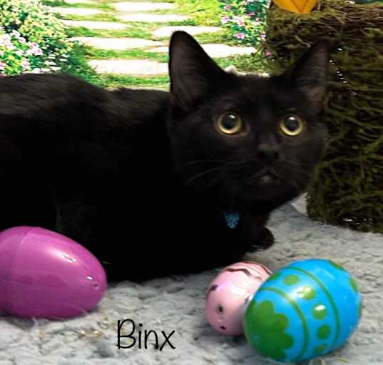 Photo of Binx