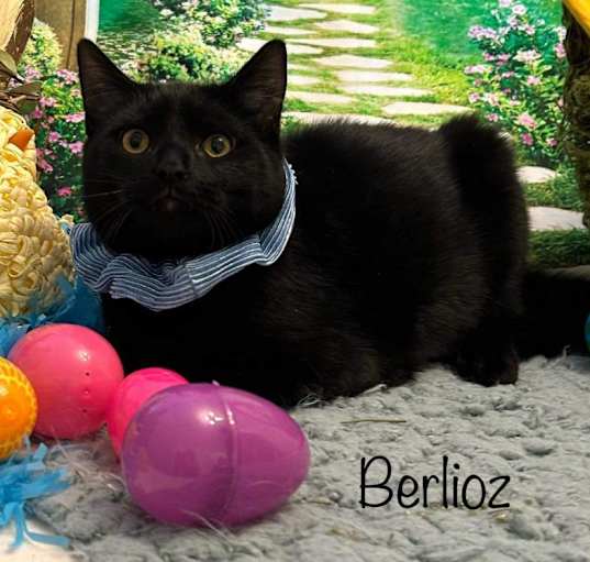 Photo of Berlioz