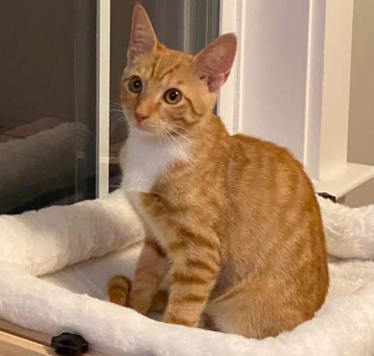 Photo of Simba