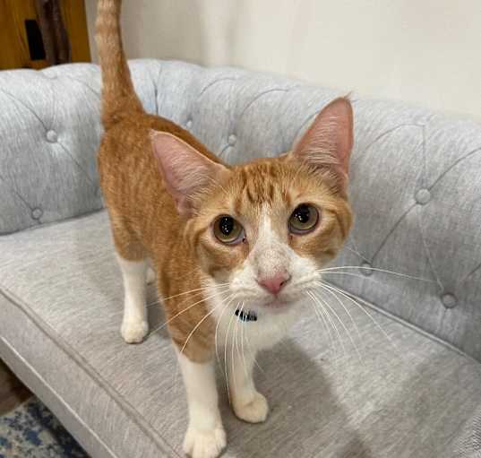 Photo of Popeye the Sailor Cat