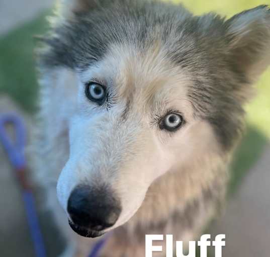 Photo of FLUFF-A2147341