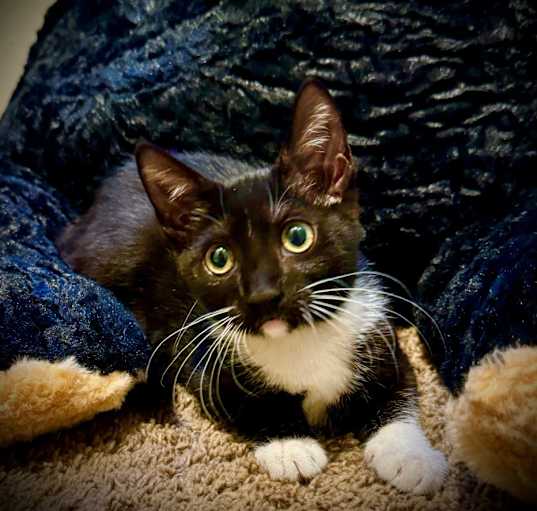 Photo of Ice Cube @PetSmart Hillsboro