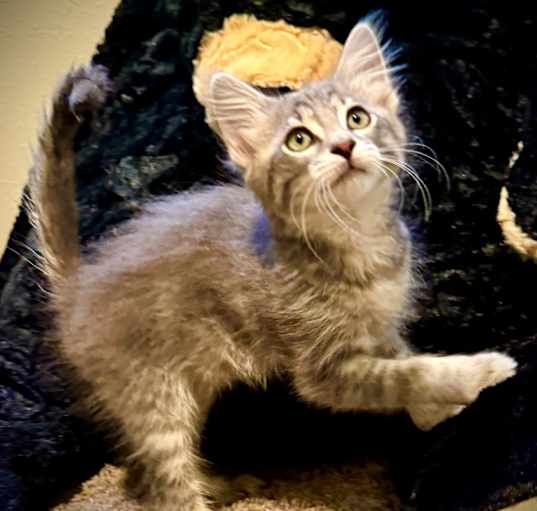 Photo of English Cream @PetSmart Hillsboro