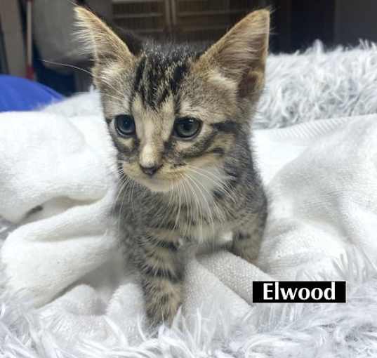 Photo of CAT-ELWOOD