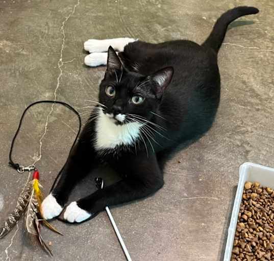 Photo of Salem (100% sponsored)