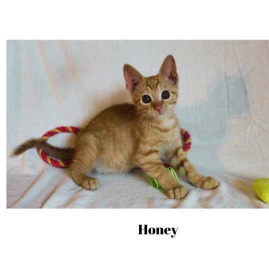 Photo of Honey