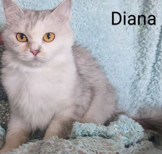 Photo of Diana