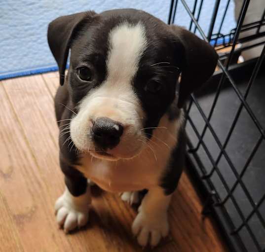 Photo of Linus (Mary’s Pound Pups)