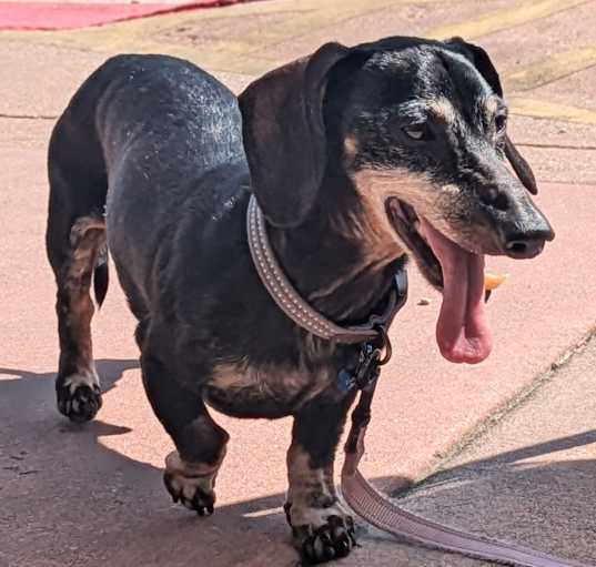 Photo of Sparky