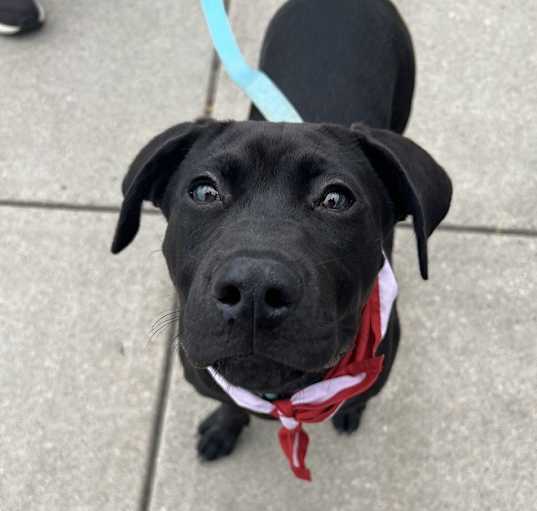 Photo of Pup Strawberry Shortcake