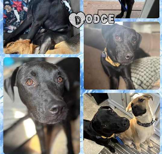 Photo of Dodge