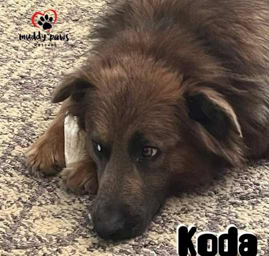 Photo of Koda (Courtesy Post)