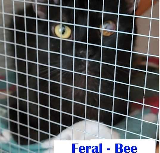 Photo of Feral-Bee