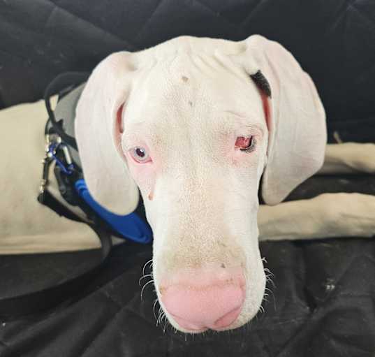 Blind Dog Rescue Alliance - WI - dogs rescue in Madison, WI - Adoptapet.com