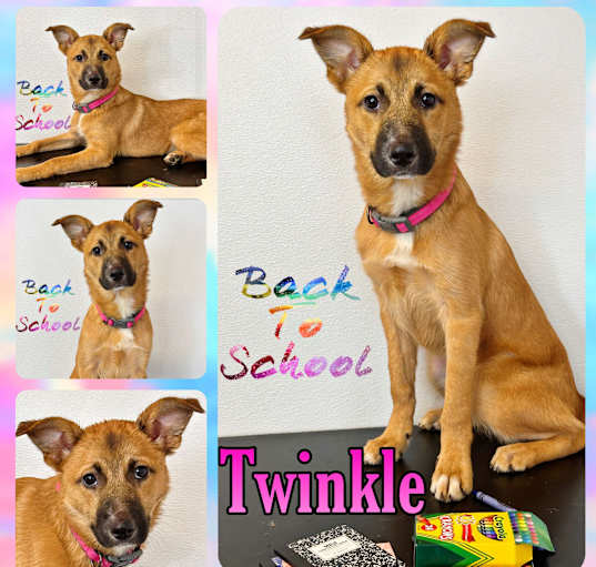 Photo of Twinkle