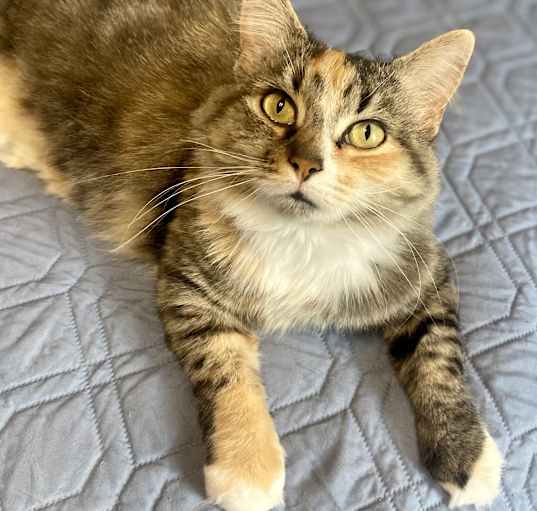 Photo of Mira