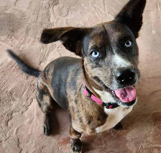 Photo of Sweet Pea