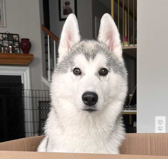 Photo of Atlas