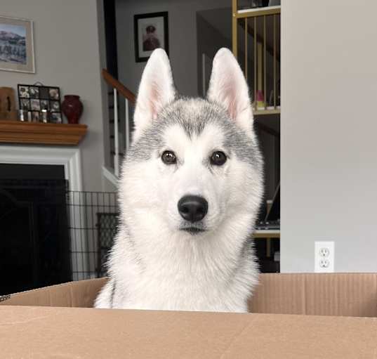 Photo of Atlas