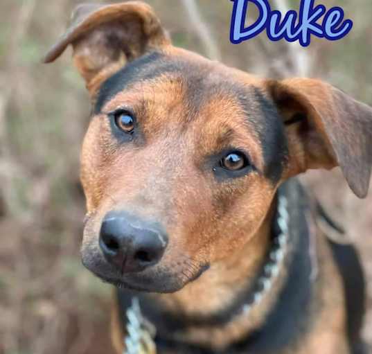 Photo of Duke