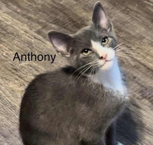 Photo of Anthony