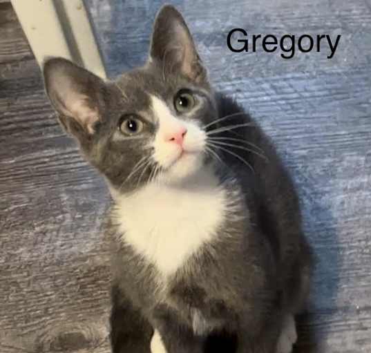 Photo of Gregory